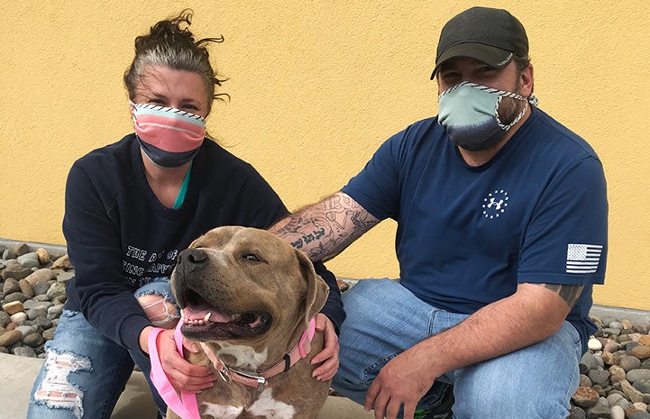 Athena the brindle dog being adopted by a couple wearing masks