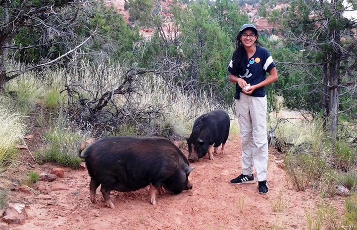 Chloe volunteering at Piggy Paradise, posing with two pigs