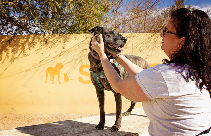 Volunteer Kristin Biggs petting Larry the dog, who is standing on a wooden platform