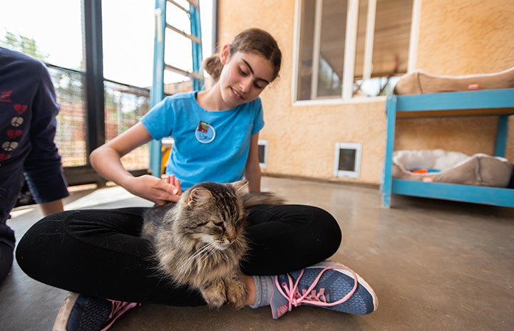 Lily Grouf volunteering at Cat World while sitting cross-legged on the ground with a medium hair brown tabby on her lap