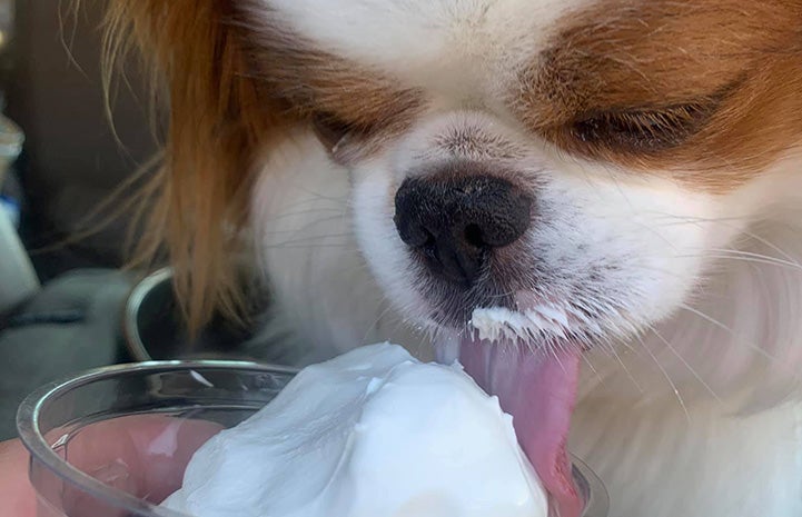 Becky McCrea's dog Arnie licking some ice cream