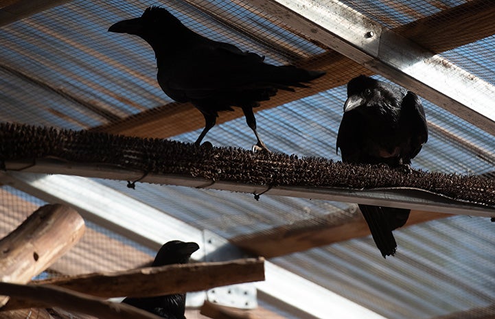 North, South and West the ravens on some wooden perches
