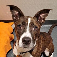 Adopt Zoey the dog available for adoption from New York