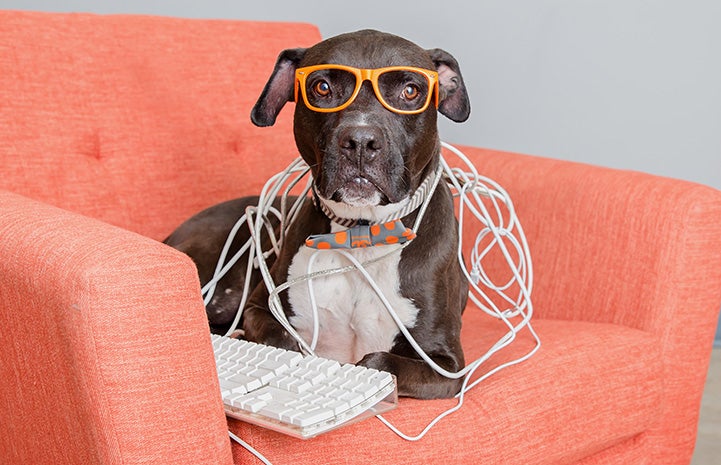Gunner the pit bull terrier lying on an orange couch wearing glasses with a computer keyboard and covered in wires