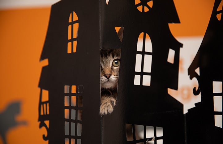Kitten peeking out of a cardboard haunted house