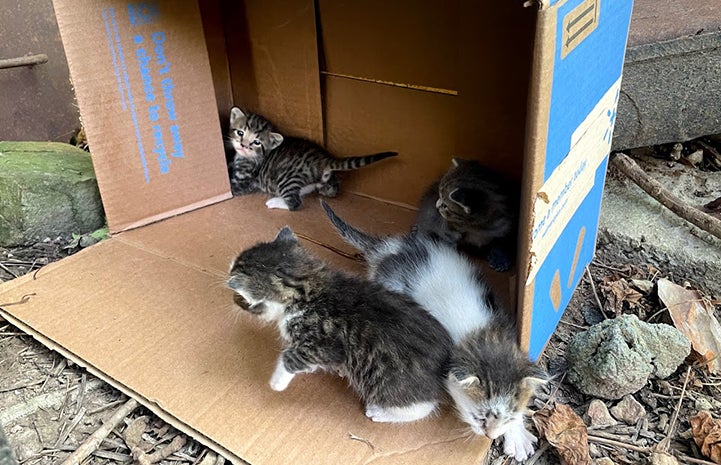 Litter of kittens in a cardboard box on its side