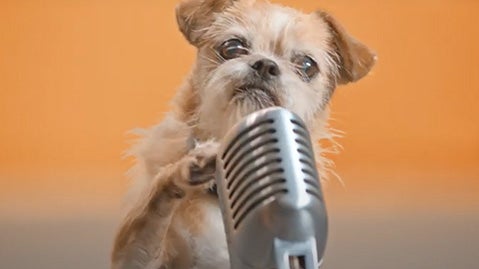 Scruffy terrier behind a microphone