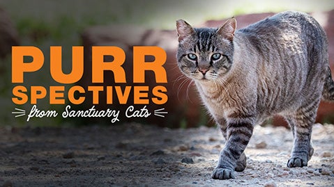 Siamese cat walking with text: Purr-spectives from Sanctuary cats