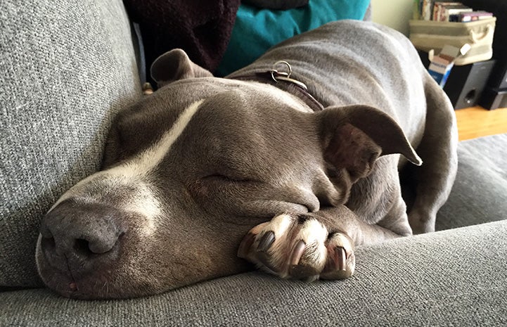 Gary the pit bull terrier sleeping on a couch