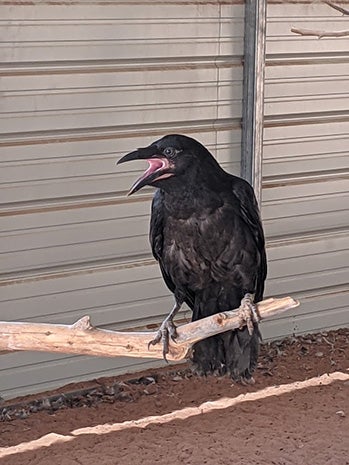 Raven standing on a branch in an enclosure during rehabilitation