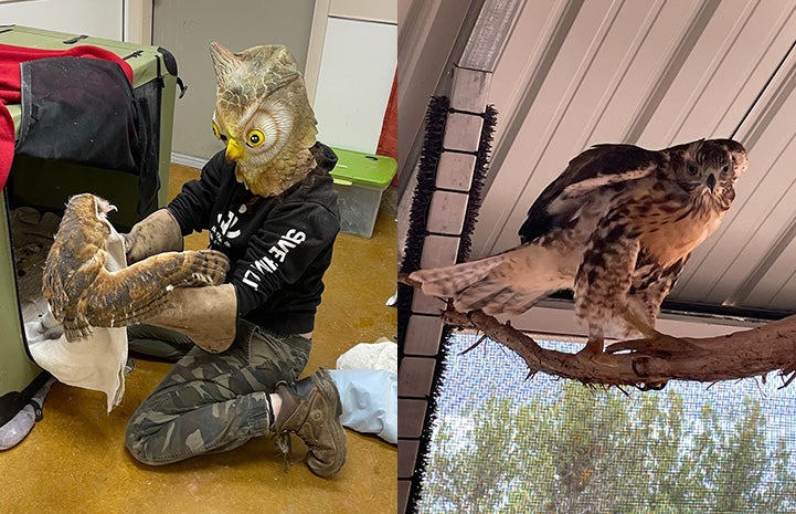 Collage of baby barn owl and red-tailed hawk in rehabilitation