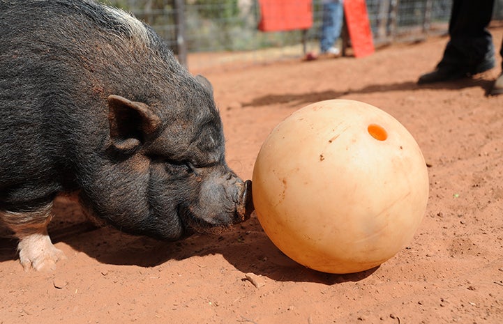 Cherry the potbellied pig with a bowling ball