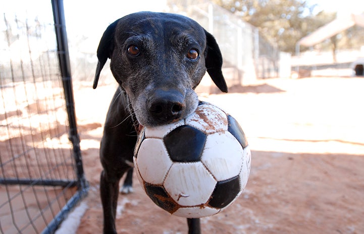 Celine the dog with a soccer ball in her mouth