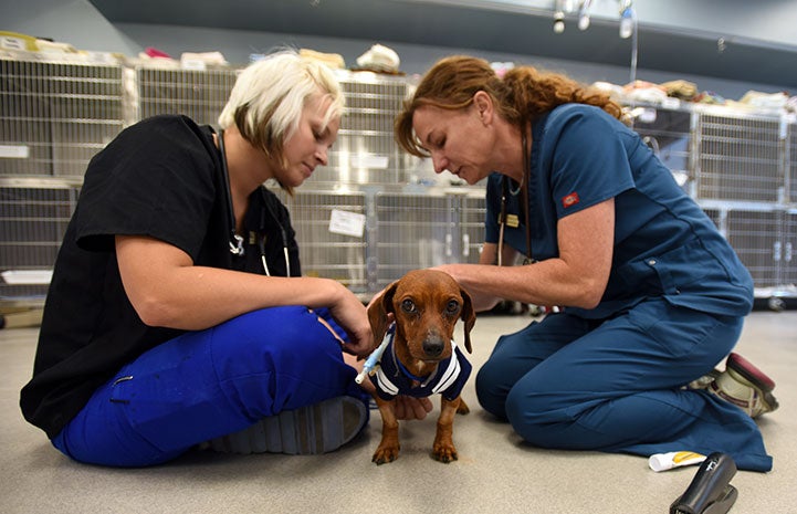 Dixon the dachshund was a trouper throughout all his medical procedures