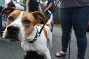 Pit bull at Friends to the Forlorn Pitbull Rescue's spay and neuter event