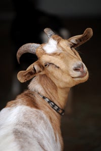 Cupid the goat who was rescued