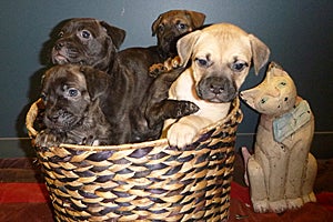Harper as a puppy in a basket with other puppies