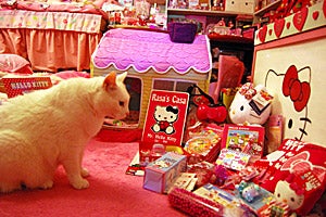 Rasa the cat with FeLV adopted from Best Friends Animal Sanctuary in his Hello Kitty room