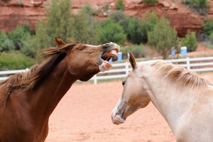Horses Cassia and Helen