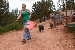 Pig feeding system at Piggy Paradise at Best Friends