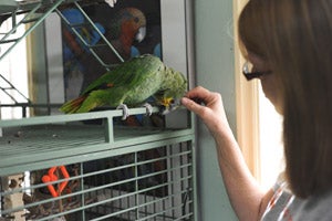 Joe the parrot with Jacque