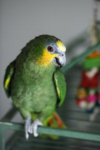 Joe the Amazon parrot had severe social anxiety issues