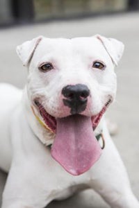 Dexter the shar-pei mix is quite the outgoing fellow who likes to jump