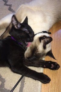 Levi the black kitten snuggling with Panda the Siamese cat