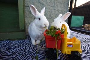 Ernie and Norah enjoying a snack together