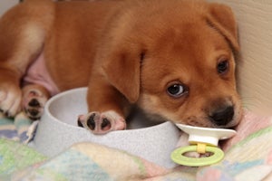 Timon the puppy lying in his food bowl and chewing on a pacifier