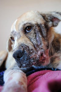 Shubee, who was rescued from a ditch, received the critical veterinary care she needed