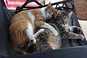 Two community cats adopted from Central Texas Feline Rescue