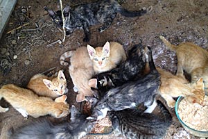 Central Texas Feline Rescue feeding kittens