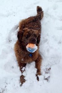 Quinton the puppy playing with a ball in the snow