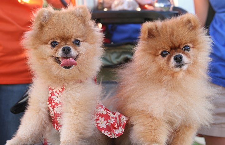 Two Pomeranians at Strut Your Mutt
