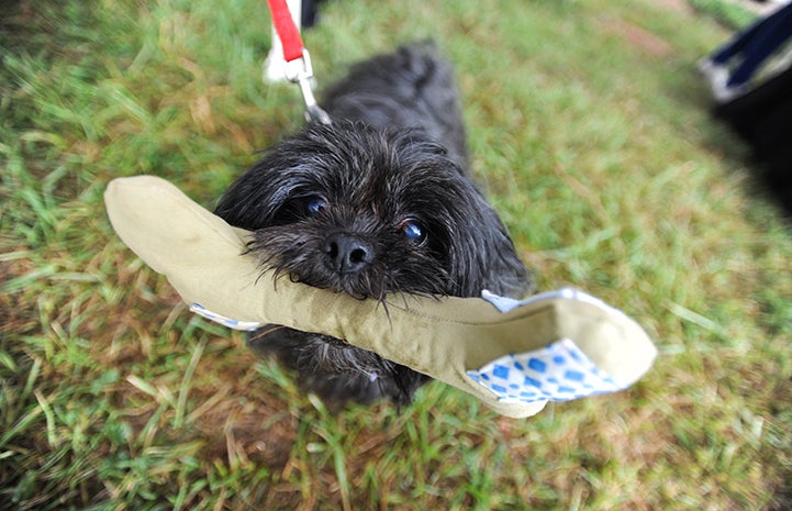 Small black dog holding up a toy at Strut Your Mutt