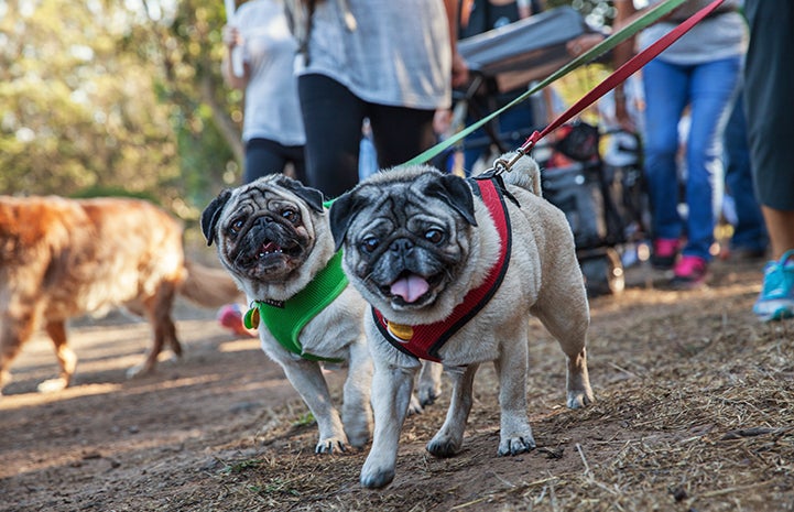 Two pugs being walked at Strut Your Mutt