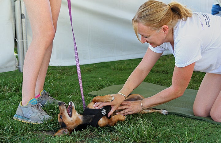 Dog getting a belly rub at Strut Your Mutt