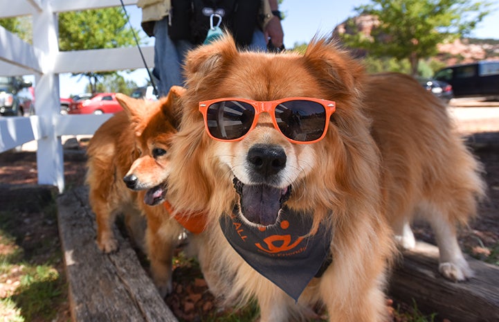 Chow wearing sunglasses and a bandanna