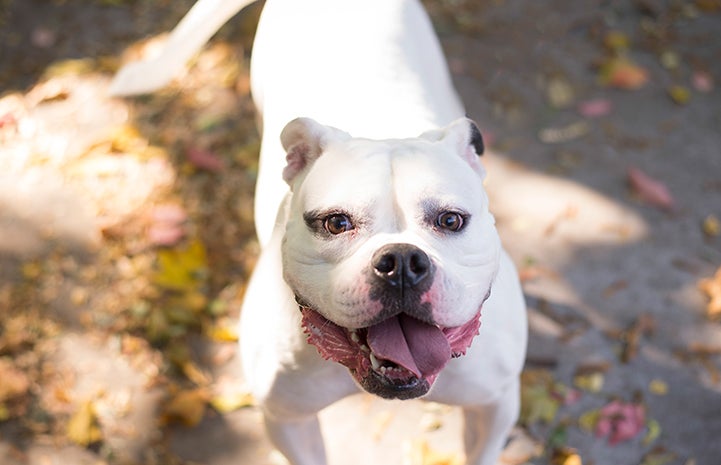 Minnie the American bulldog had been nervous and worried around men