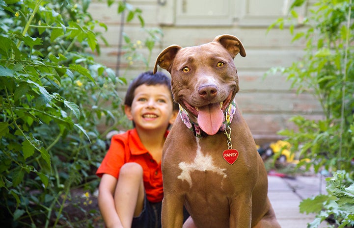 Young boy with smiling brown pit bull terrier dog