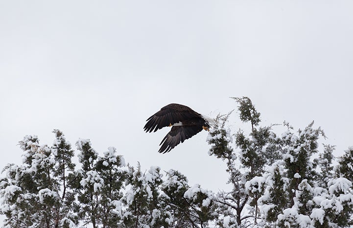 Bald eagle taking off from the trees