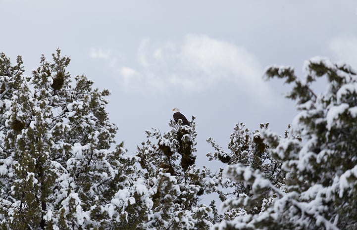 Bald eagle in the trees