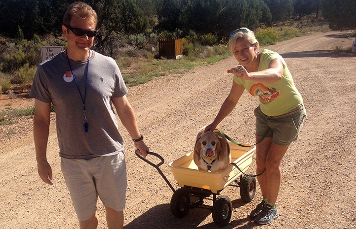 Gus the overweight (truthfully, on-the-fat side) beagle riding in a wagon