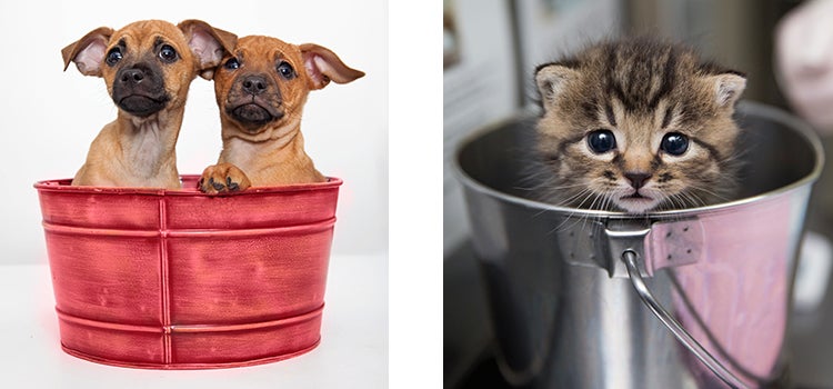Puppies and kitten in a pail