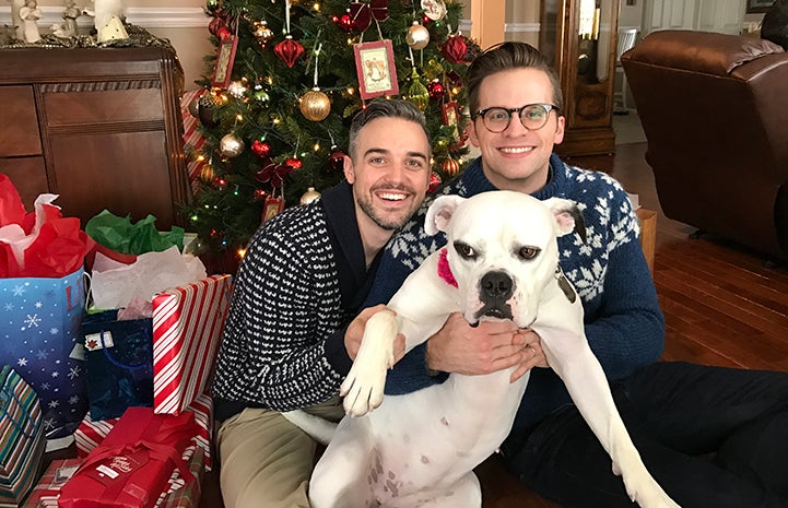 Mary Todd Lincoln, the bulldog mix, with Luke and Nathan at Christmas