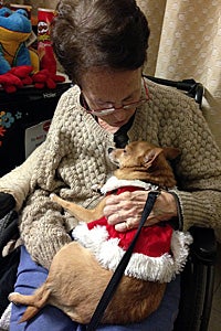When she’s volunteering, Foxi the Chihuahua's only job is to sit on people’s laps