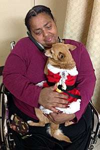 When Foxi the Chihuahua arrives at the senior rehabilitation center, she immediately turns heads