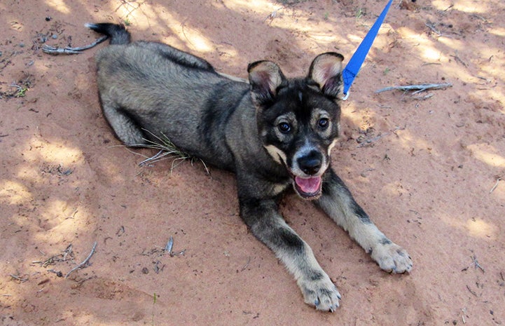 Arizona received the socialization that a young puppy needs to become a well-rounded adult dog