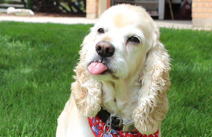Ted the cocker spaniel is just one example why senior dogs are the best